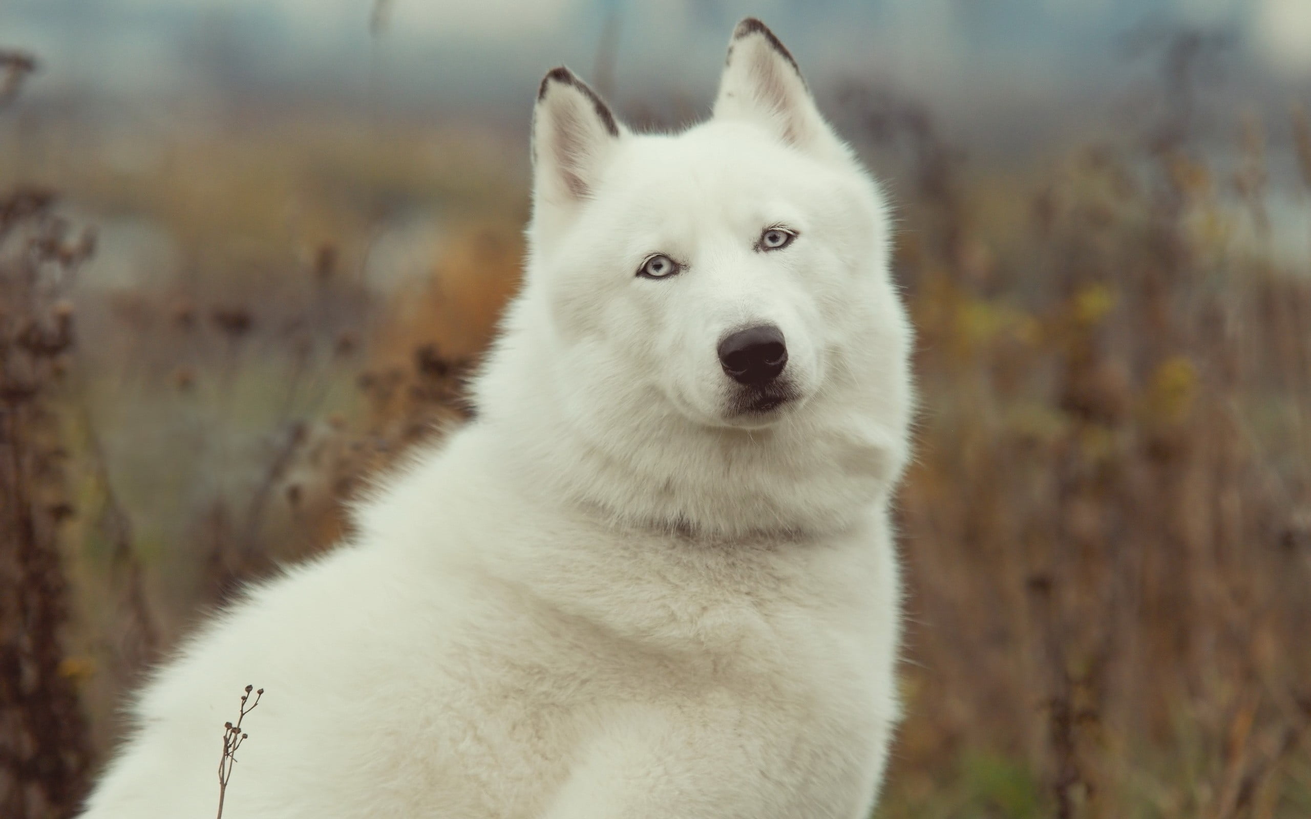 shallow photography of white Akita